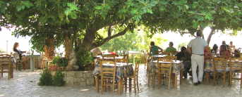 sitting under a fig tree