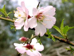 blossoms