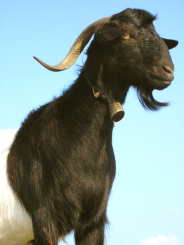 goat