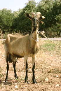 Picasso-goat