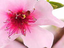 peach blossom