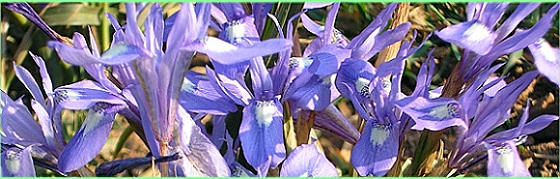 iris