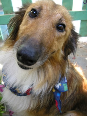 Lassie says goodbye to you.