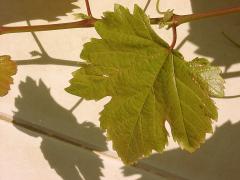 wine leaf